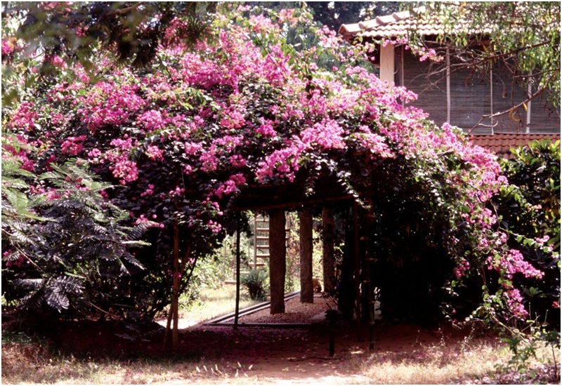 The_Brilliant_Bougainvilleas_Part_7f.jpg